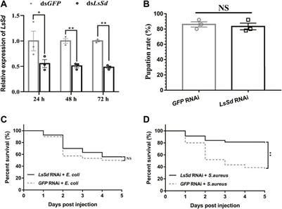 Immune function analysis of LsSd, a transcription factor of the Hippo signaling pathway, in the cigarette beetle Lasioderma serricorne